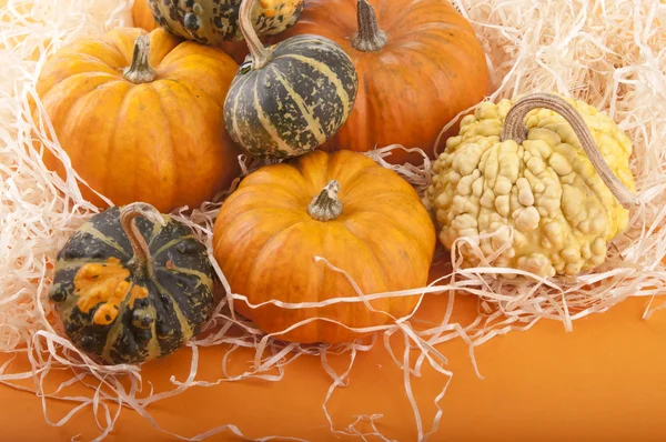 Pumpkin background — Stock Photo, Image