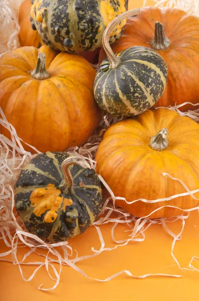 Pumpkin background — Stock Photo, Image