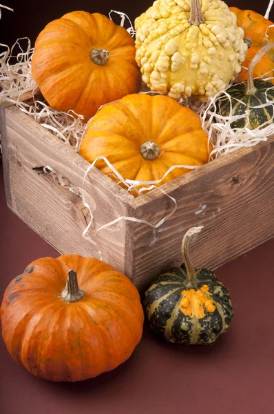 Balkabağı Arkaplanı