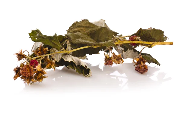 Suché malinového listí — Stock fotografie