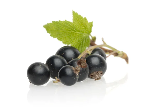 Svarta vinbär med blad — Stockfoto