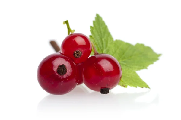 Red currant with leaf — Stock Photo, Image