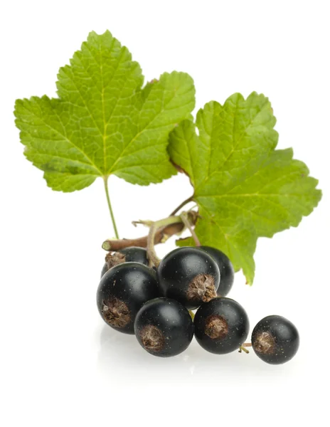 Black currant with leaf — Stock Photo, Image