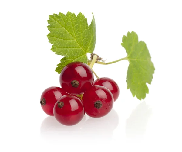 Red currant with leaf — Stock Photo, Image
