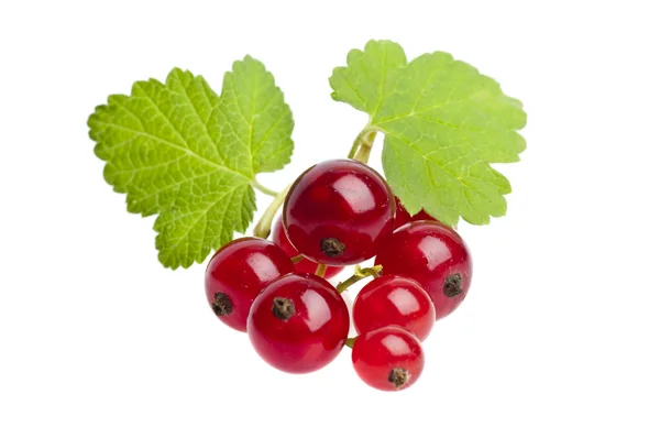 Röda vinbär med blad — Stockfoto