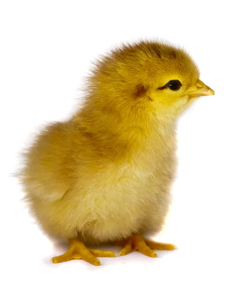 작은 닭고기는 흰색 절연 — 스톡 사진