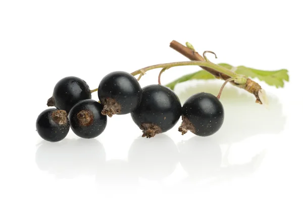 Black currant with leaf — Stock Photo, Image