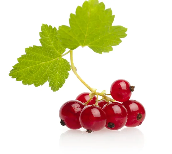 Red currant with leaf — Stock Photo, Image