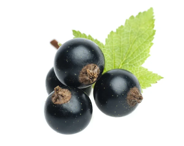 Black currant with leaf — Stock Photo, Image