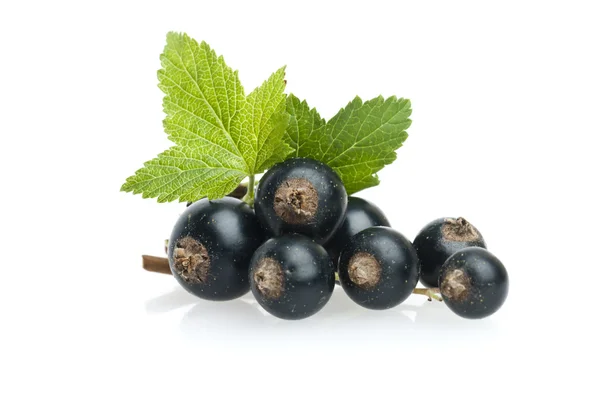 Black currant with leaf — Stock Photo, Image