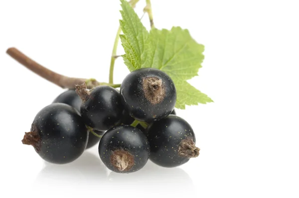 Black currant with leaf — Stock Photo, Image