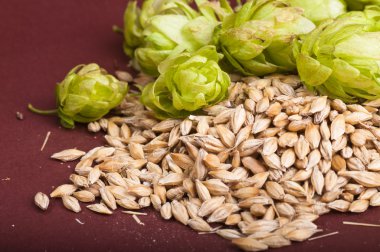 Hop koniler ve malt
