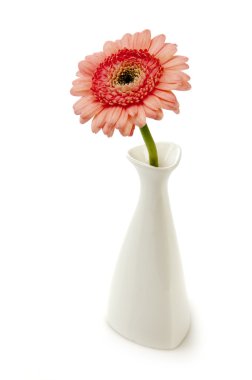 Cam vazo içinde pembe gerbera çiçekleri