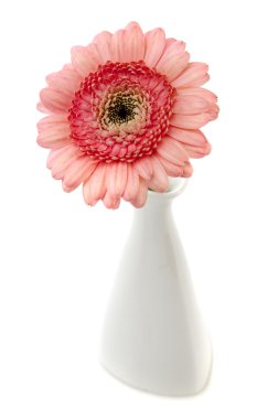 Cam vazo içinde pembe gerbera çiçekleri