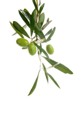 taze zeytin dalı