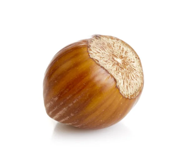 Hazelnut — Stock Photo, Image