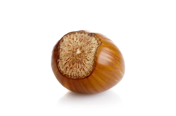 Hazelnut — Stock Photo, Image