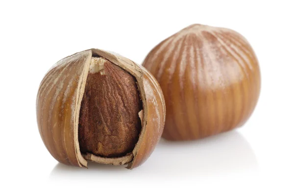 Hazelnut — Stock Photo, Image