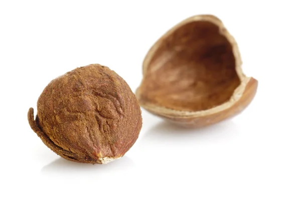 Hazelnut — Stock Photo, Image