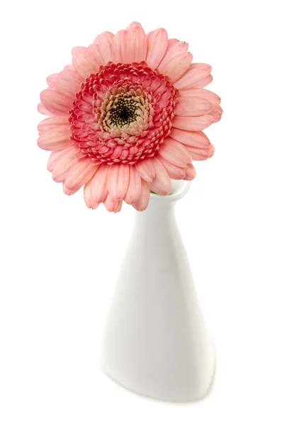 Růžová gerbera květiny ve váze — Stock fotografie