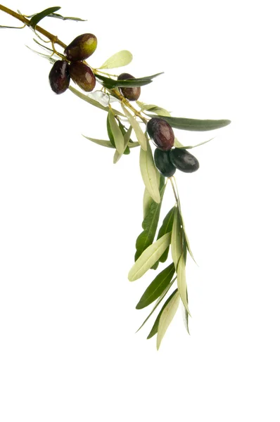 Verse olive branch — Stockfoto