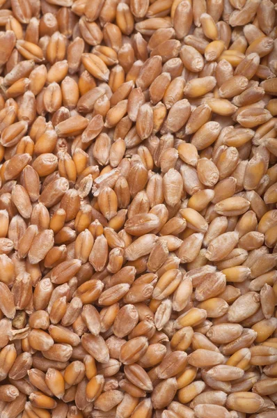 Background of wheat — Free Stock Photo