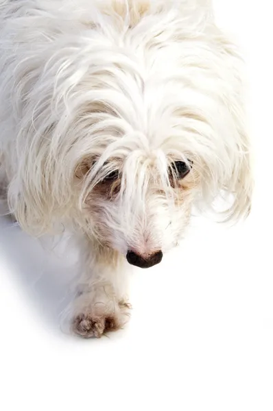 Portrait of cute little dog — Stock Photo, Image