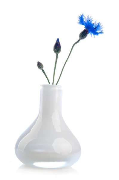 Cornflowers in vase — Stock Photo, Image