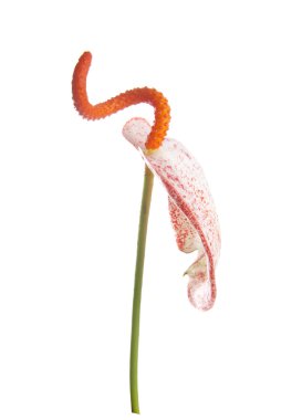 Anthurium saperzerianum
