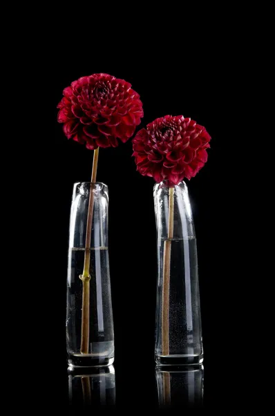 Rode dahlia bloemen in glazen vazen — Stockfoto