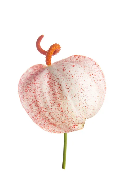 Anthurium saperzerianum — Stock fotografie