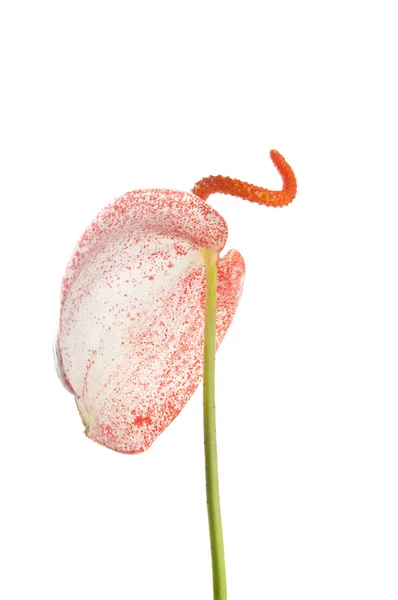 Anthurium saperzerianum — Stock Photo, Image