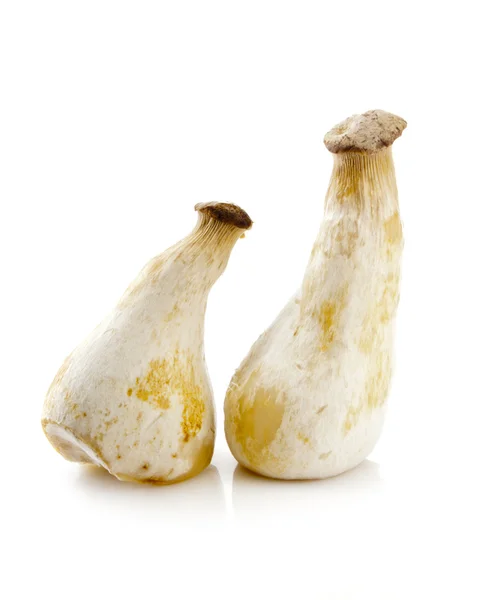 Pleurotus eryngii — Foto Stock