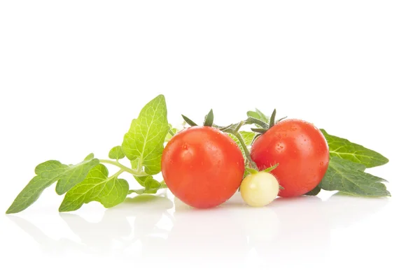 Tomates com folhas verdes — Fotografia de Stock