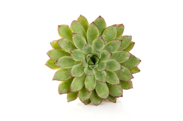 Sempervivum — Foto Stock