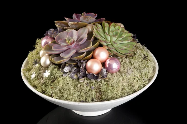 Sempervivum in a pot — Stock Photo, Image