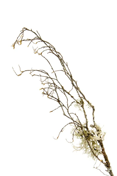 Dry tree branch — Stock Photo, Image