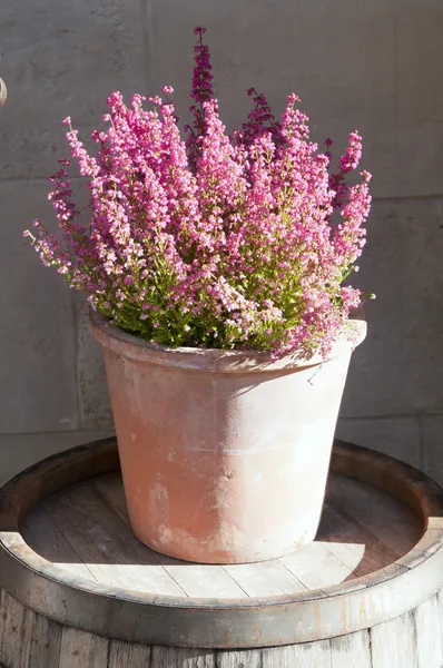 Heather bloemen in een pot — Gratis stockfoto