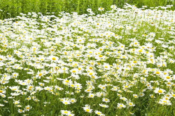 Hierba verde y manzanillas en la naturaleza — Foto de Stock