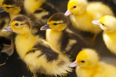küçük sarı ördek yavrusu