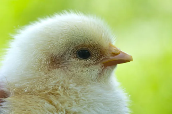 Adorable chicken — Stock Photo, Image