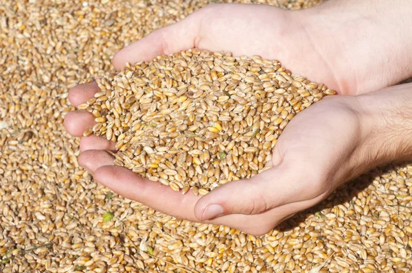 Grains de blé dans les mains — Photo