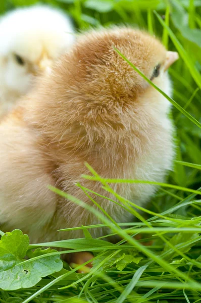 Two yellow little chickens on the grass — Free Stock Photo