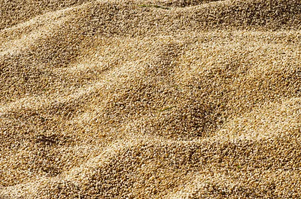 Grains of wheat — Free Stock Photo