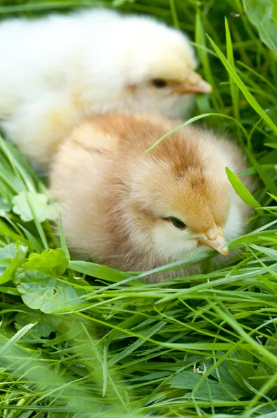 Two yellow little chickens on the grass — Free Stock Photo