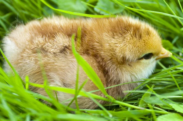 귀여운 닭 — 스톡 사진
