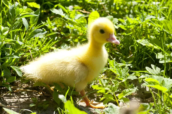 Pato pequeno ao ar livre na grama verde — Fotografia de Stock