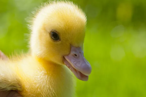 Small duckling outdoor on green grass — Free Stock Photo