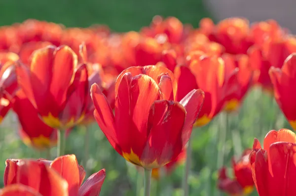 Hermosos tulipanes rojos — Foto de stock gratis