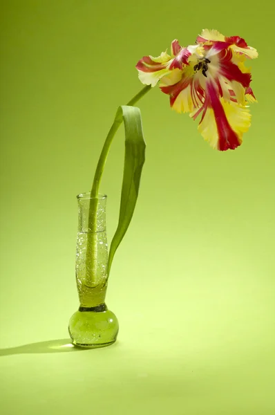 Uma tulipa em vaso — Fotografia de Stock
